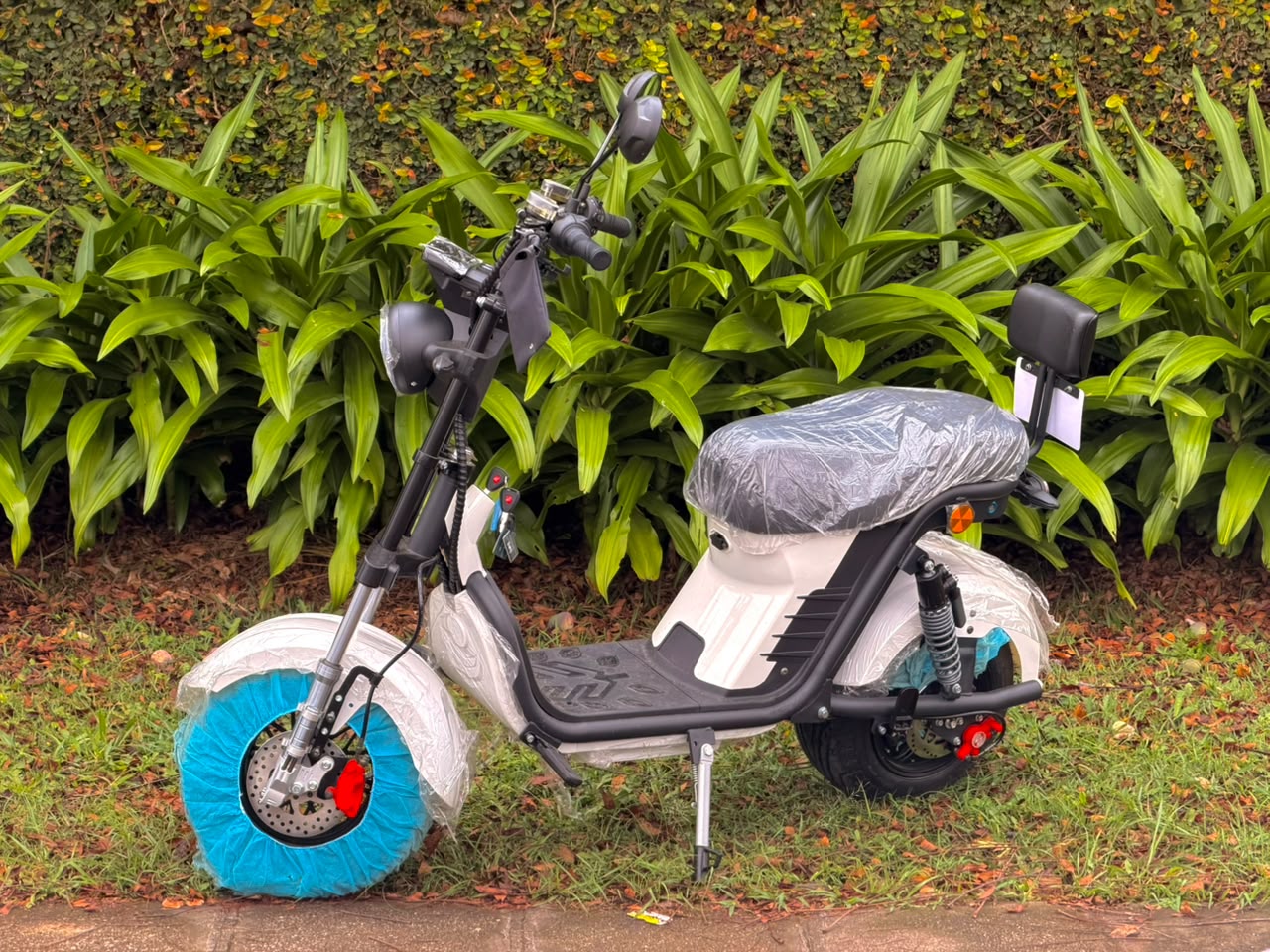 OEK T20 2026
